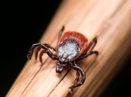 Skydda dig mot borrelia på semestern